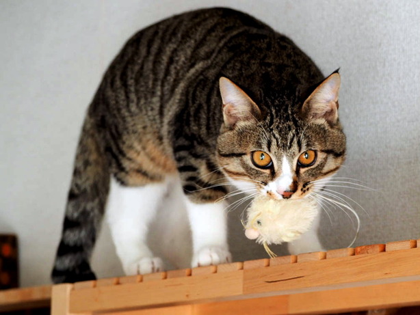 ���ͤ���01