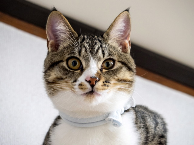 ���ͤ���10