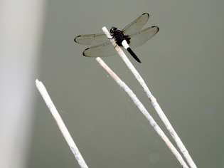 ���������ĎݎΎ�