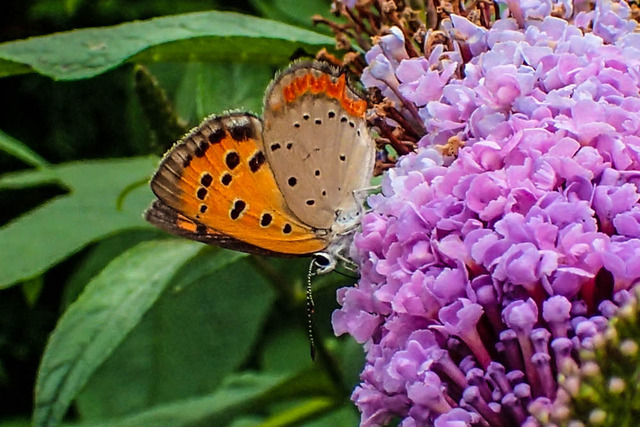 �͎ގƎ����ގ�