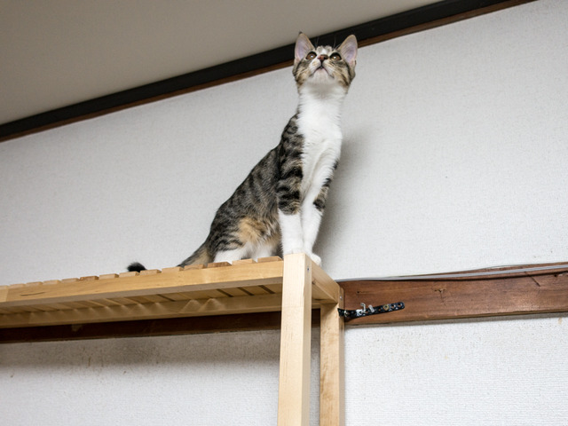 cats24