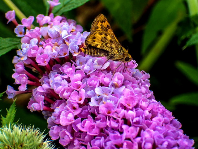 ���ޥ��饻����Ȏ̎ގ��Ďގڎ�