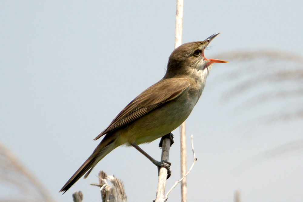 善波の川風 ヨシキリの 幸せの鳥を探して
