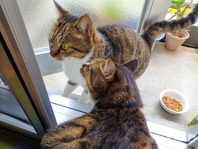 cats307