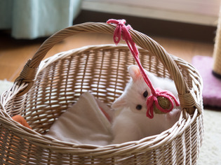 �ߥߤ����18