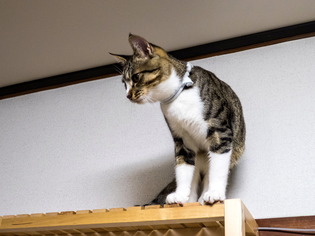 ���ͤ���6