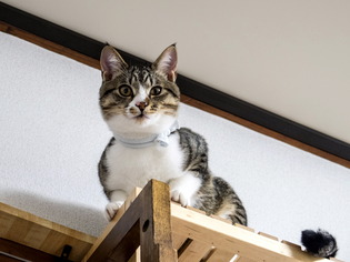 ���ͤ���1