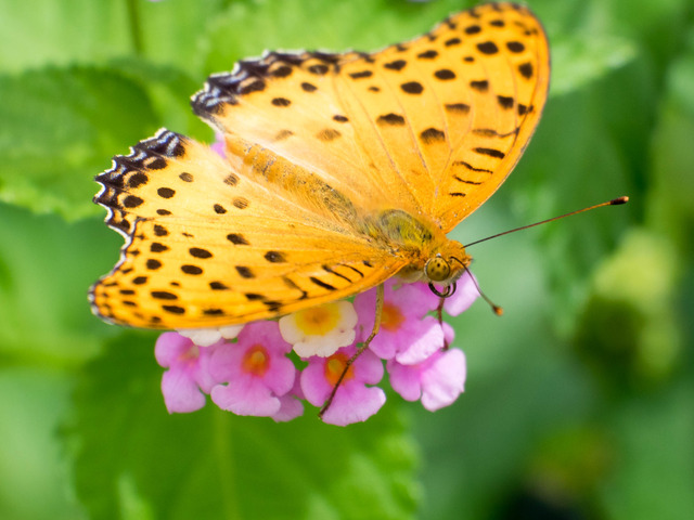 �ώ��ގێˎ����ӎ�2