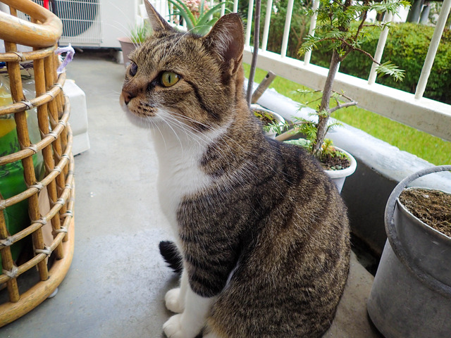 cats319