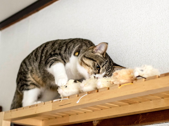 ���ͤ���02011