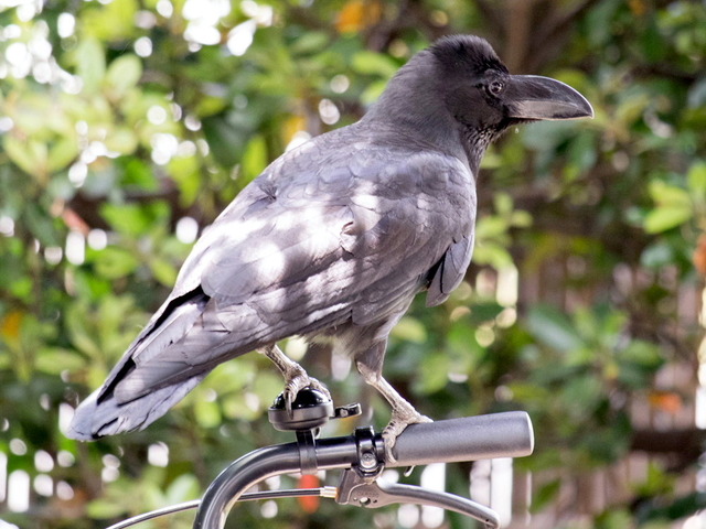 �ʎ��̎ގĎ��ގ׎�