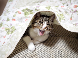 ���ͤ���7