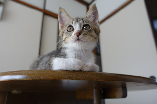 ���ͤ���1