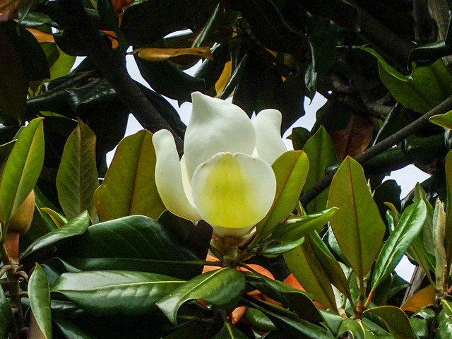 �ҥ᥿������ܥ�2