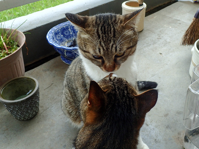 cats343