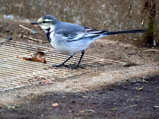 �ʎ������ڎ�1