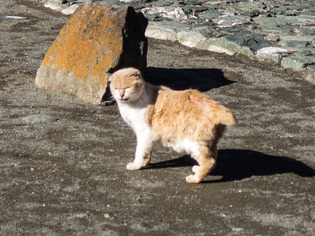 猫4