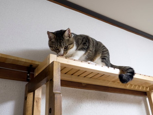 ���ͤ���7