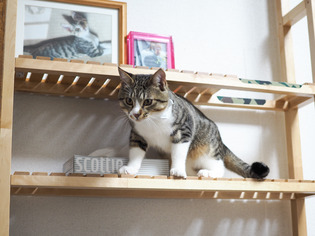 ���ͤ���8