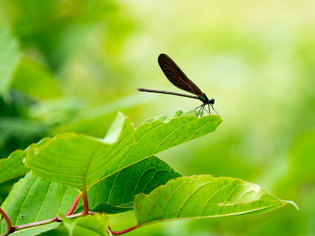 �ʎ��ގێĎݎΎ�6