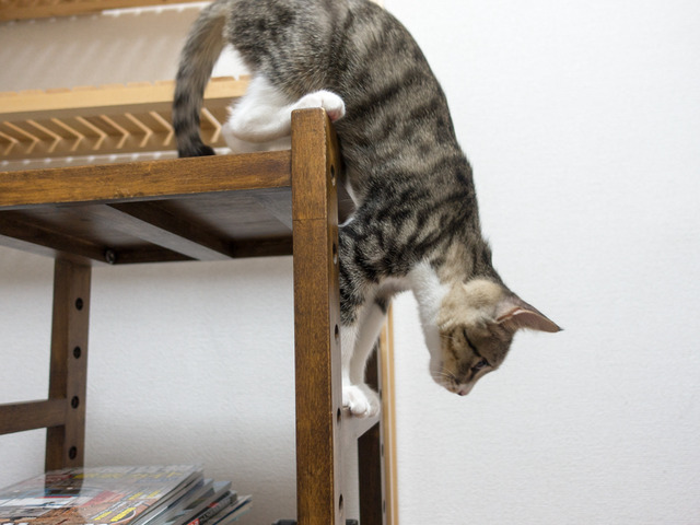 ���ͤ���10