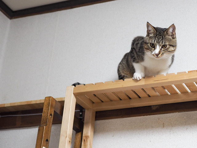 ���ͤ���12