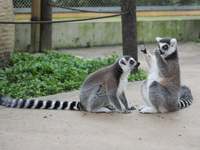 ���Ȏ��ގ�05