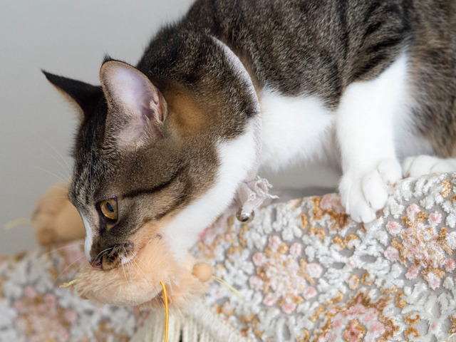 ���ͤ���4