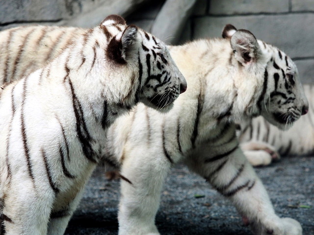 �Ύ܎��Ď������ގ�05