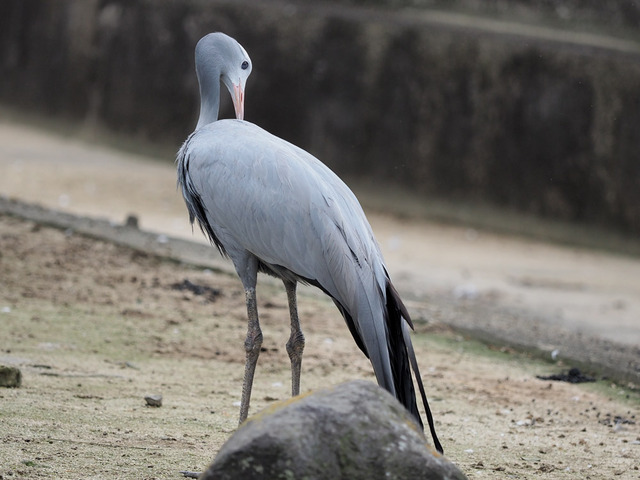 �ʎ��ގێӎގ�01