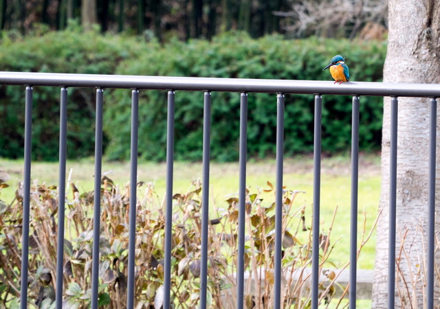 ���܎���16