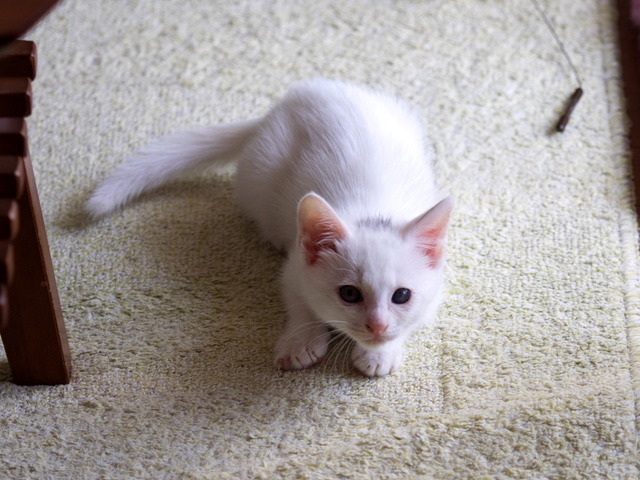 �ߥߤ����7