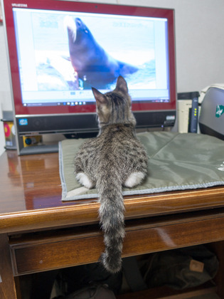 cats29