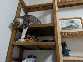 cats14
