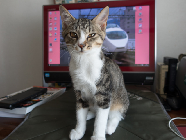 ���ͤ���11