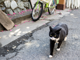 猫2