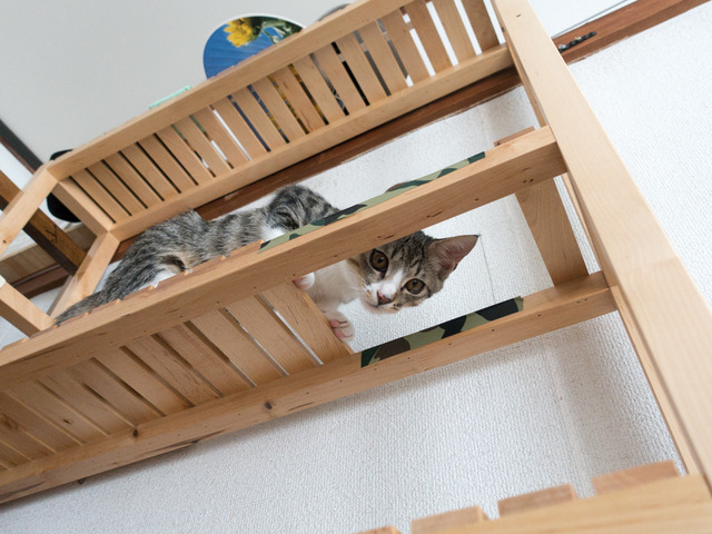 cats17