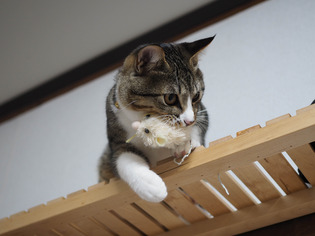 ���ͤ���6