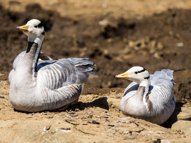 ���ݎĎގ��ގ�2