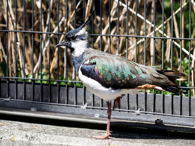 �����ގ�