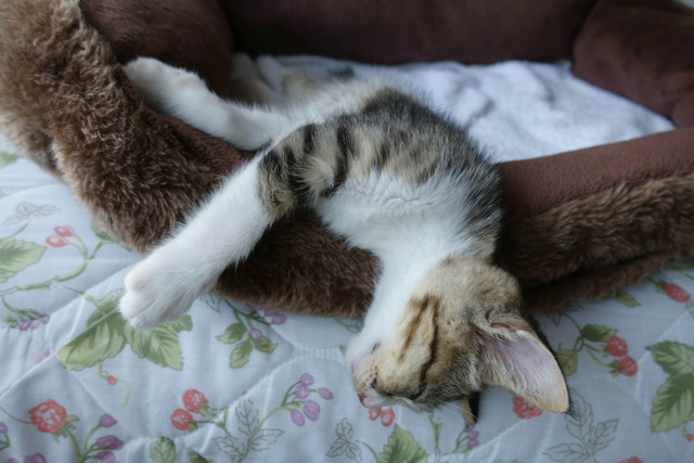 ���ͤ���5