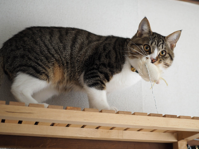 ���ͤ���4