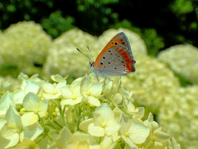 �͎ގƎ����ގ�