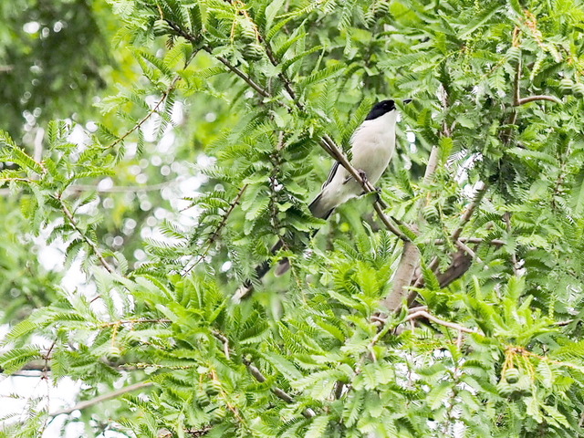 ���Ŏ���02