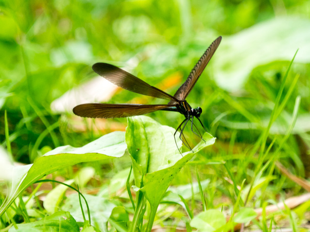 �ʎ��ގێĎݎΎ�5