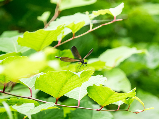 �ʎ��ގێĎݎΎ�8