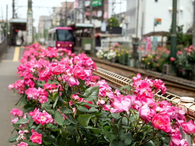 ���Ź�����1