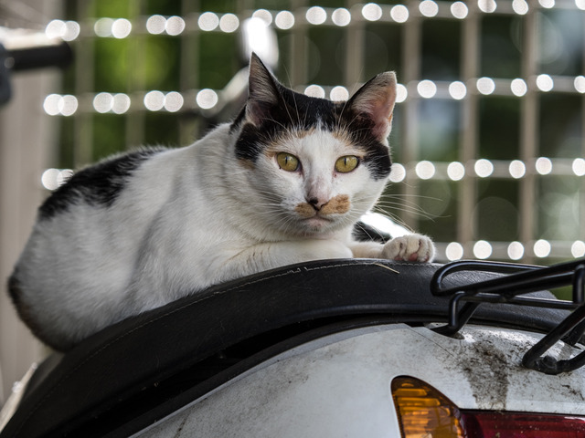cats35