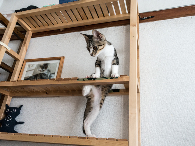 cats18