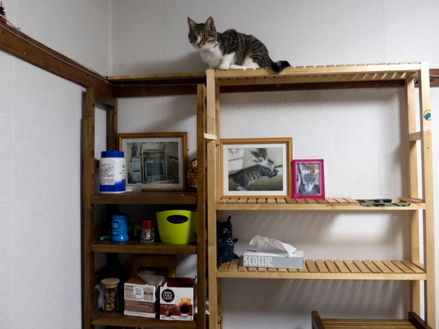 ���ͤ���11